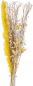 Preview: Eglo trockenblumen caraquet 56cm 428065 gelb, mit vase - Eglo-428065-9008606266746-02.jpg