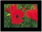 Preview: Haschemi doppelkarten-box 818 818 mohnblumen - Haschemi-818-9783936222708-02.jpg
