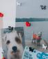 Preview: I am creative magnet hund let`s organize maa4035.53 schwarz, weiss 6 stück - I-am-creative-maa4035.53-7611983215508-04.jpg