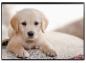 Preview: Kolma schreibunterlage 35.553.20 hund 50x34cm - Kolma-3555320-7611967350454