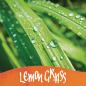 Preview: Online tintenglas 15ml 17067/3 dufttinte lemon grass, orange - Online-17067-3-4014421170675-03.jpg
