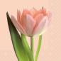Preview: Stewo serviette isa 2572541125 rosa 33x33cm - Stewo-2572541125-7630050860397