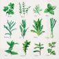 Preview: Stewo serviette herb 33x33cm 2572598745 grün 20 stück - Stewo-2572598745-7630050821008