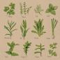Preview: Stewo serviette herb 2572598765 grau 33x33cm - Stewo-2572598765-7630050860335