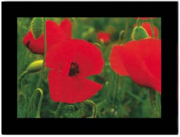 Haschemi doppelkarten-box 818 818 mohnblumen - Haschemi-818-9783936222708-02.jpg