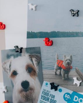 I am creative magnet hund let`s organize maa4035.53 schwarz, weiss 6 stück - I-am-creative-maa4035.53-7611983215508-04.jpg