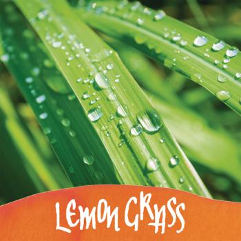Online tintenglas 15ml 17067/3 dufttinte lemon grass, orange - Online-17067-3-4014421170675-03.jpg