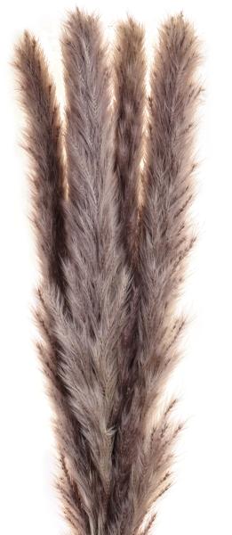 Eglo trockenblume 60cm 428058 braun - Eglo-428058-9008606258819-02.jpg
