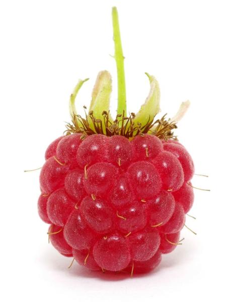 Fizzy himbeere, pet 129400000839 50 cl, 6 stk. - Fizzy-129400000839-7640139010469-02.jpg