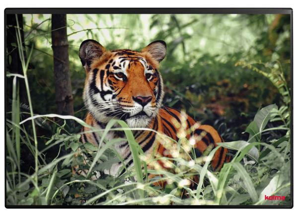 Kolma schreibunterlage 50x34cm 35.573.20 tiger - Kolma-3557320-7611967350652