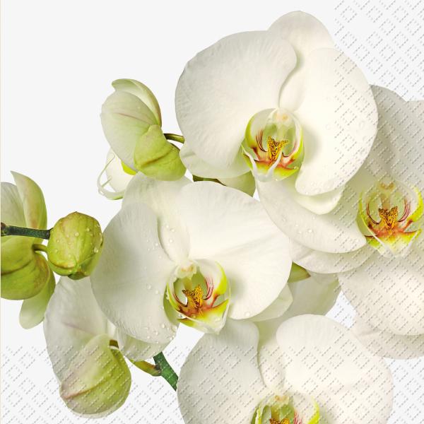 Stewo serviette timotea 33x33cm 2572623360 weiss 20 stück - Stewo-2572623360-7630050800416