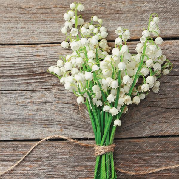 Stewo serviette mady 2572650260 weiss 33x33cm - Stewo-2572650260-7630021184507